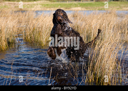 Labradoodle jouant dans l'eau seul jeune femme de Gosport, Royaume-Uni Banque D'Images