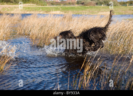 Labradoodle jouant dans l'eau seul jeune femme de Gosport, Royaume-Uni Banque D'Images