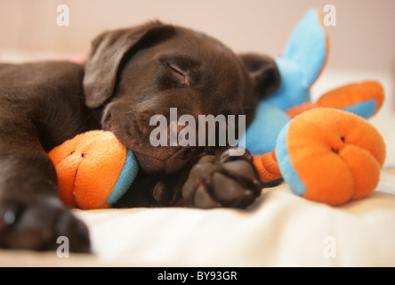 Chiot Labrador brun jeune homme Studio couchage Banque D'Images