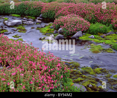 Floraison dense de Lewis monkeyflower line le paradis, près de sa source, le Mont Rainier National Park, Washington, USA Banque D'Images