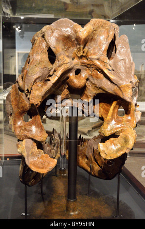 Crâne de Tyrannosaurus rex fossilisé, vue de l'arrière. Musée des Rocheuses. Bozeman, Montana, USA. Banque D'Images