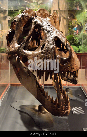 T. Rex fossilisé crâne. Musée des Rocheuses. Bozeman, Montana, USA. Banque D'Images