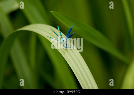 Banded Demoiselle Banque D'Images