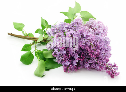 Bouquet de fleurs lilas isolated on White Banque D'Images