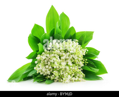 Le muguet isolated on White Banque D'Images