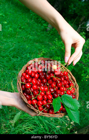 Woman's Hands Holding Panier de cerises mûres Banque D'Images