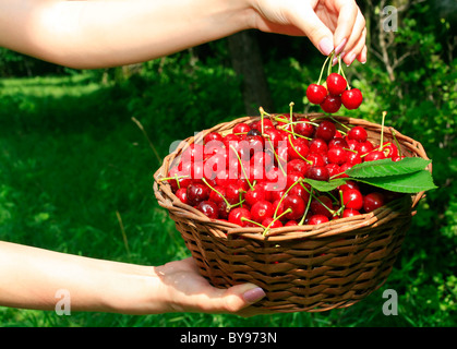 Woman's Hands Holding Panier de cerises mûres Banque D'Images