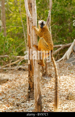 À la façade rouge femelle lémurien Brun (Eulemur fulvus rufus) dans les Tsingy de Bemaraha Parc National dans l'Ouest de Madagascar. Banque D'Images