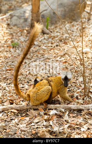 À la façade rouge lémurien Brun (Eulemur fulvus rufus) avec bébé en quête de nourriture dans le Parc National Tsingy de Bemaraha à Madagascar. Banque D'Images