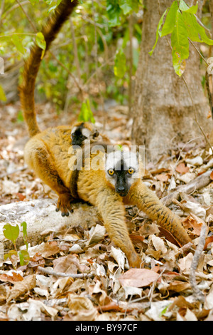 À la façade rouge lémurien Brun (Eulemur fulvus rufus) avec bébé en quête de nourriture dans le Parc National Tsingy de Bemaraha à Madagascar. Banque D'Images