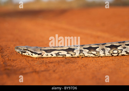 Un sol malgache (Boa Boa madagascariensis) traverser une route de terre dans l'ouest de Madagascar. Banque D'Images