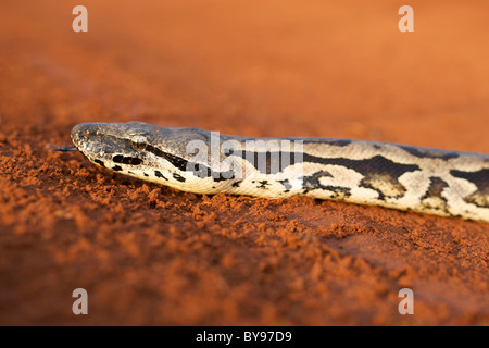 Un sol malgache (Boa Boa madagascariensis) traverser une route de terre dans l'ouest de Madagascar. Banque D'Images