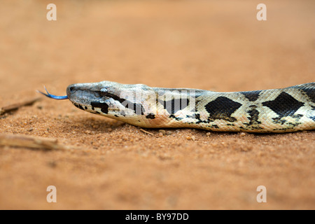 Close-up d'un sol malgache (Boa Boa madagascariensis) traverser une route de terre dans l'ouest de Madagascar. Banque D'Images