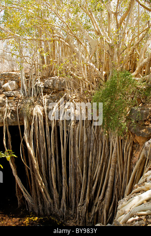 Banyan Tree alias un Strangler Fig (Ficus benghalensis) dans le Parc National de Tsimanampesotse dans le sud-ouest de Madagascar. Banque D'Images