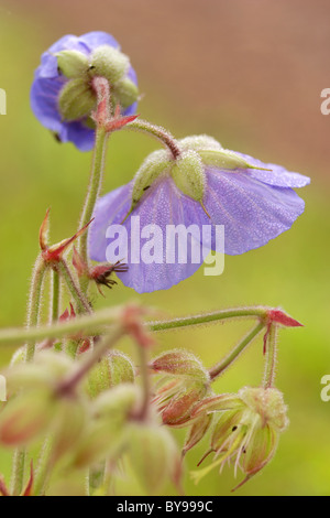 Géranium sanguin (Geranium pratense Meadow), été, Yorkshire, UK Banque D'Images