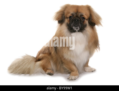 Tibetan Spaniel adulte seul chien assis Studio Banque D'Images