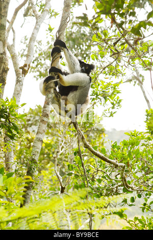 L'Indri (Indri Indri) dans le parc Mantadia- Andasibe Parc National dans l'Est de Madagascar. Banque D'Images