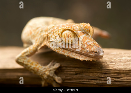 Giant gecko à queue de feuille (Uroplatus fimbriatus) dans l'Est de Madagascar. Banque D'Images