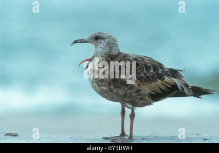 Ring-billed Gull (Larus delawarensis, juvénile, Fort Myers, Floride, USA Banque D'Images