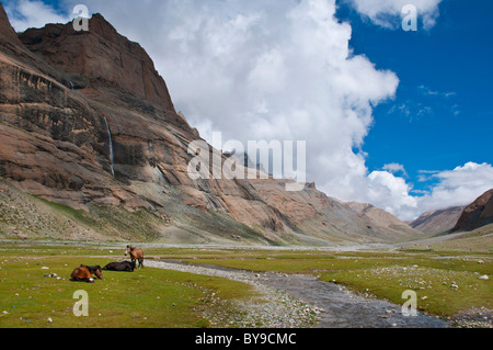 Les chevaux au pâturage dans la vallée de Lha Chu, entrée à la Kora Kailash, la circumambulation autour du Mont Kailash Banque D'Images