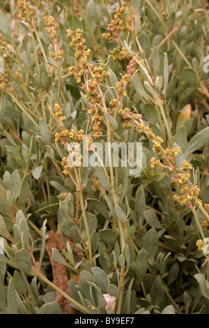 Le pourpier de mer (Atriplex portulacoides Halimione / : Chenopodiaceae), Royaume-Uni. Banque D'Images