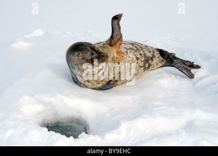 Portrait de phoque annelé se trouve près de l'un trou de glace la neige. Joint de pot, netsik ou nattiq (Pusa hispida), mer Blanche, de l'Arctique, Russie Banque D'Images