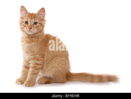 Sibérie rouge tabby kitten 15 semaines studio portrait Banque D'Images