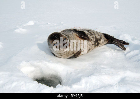 Portrait de phoque annelé se trouve près de l'un trou de glace la neige. Joint de pot, netsik ou nattiq (Pusa hispida), mer Blanche, de l'Arctique, Russie Banque D'Images