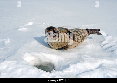 Portrait de phoque annelé se trouve près de l'un trou de glace la neige. Joint de pot, netsik ou nattiq (Pusa hispida), mer Blanche, de l'Arctique, Russie Banque D'Images