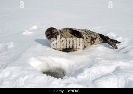 Portrait de phoque annelé se trouve près de l'un trou de glace la neige. Joint de pot, netsik ou nattiq (Pusa hispida), mer Blanche, de l'Arctique, Russie Banque D'Images