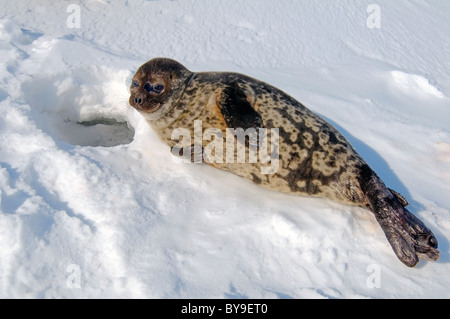 Portrait de phoque annelé se trouve près de l'un trou de glace la neige. Joint de pot, netsik ou nattiq (Pusa hispida), mer Blanche, de l'Arctique, Russie Banque D'Images