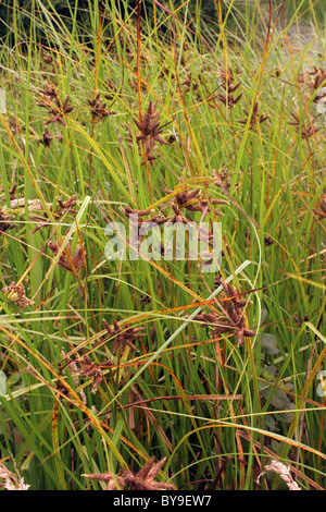 Sea Club-rush (Bolboschoenus maritimus : Cyperaceae), Royaume-Uni. Banque D'Images