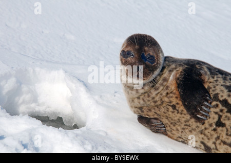 Portrait de phoque annelé se trouve près de l'un trou de glace la neige. Joint de pot, netsik ou nattiq (Pusa hispida), mer Blanche, de l'Arctique, Russie Banque D'Images