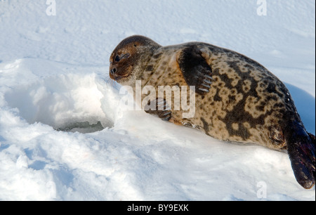 Portrait de phoque annelé se trouve près de l'un trou de glace la neige. Joint de pot, netsik ou nattiq (Pusa hispida), mer Blanche, de l'Arctique, Russie Banque D'Images