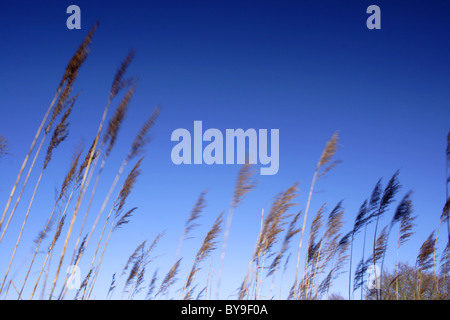 Roseaux souffle en brise, hiver, tourbière d'Askham, North Yorkshire, UK Banque D'Images