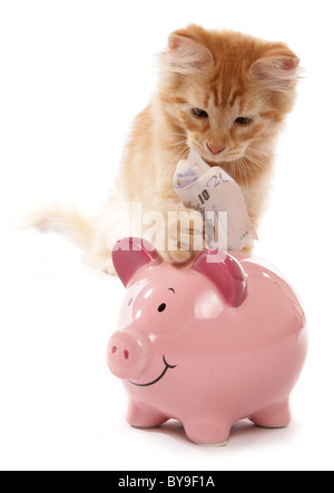 Red tabby sibérien d'économiser de l'argent 15 semaines studio portrait Banque D'Images