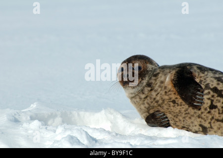 Portrait de phoque annelé se trouve près de l'un trou de glace la neige. Joint de pot, netsik ou nattiq (Pusa hispida), mer Blanche, de l'Arctique, Russie Banque D'Images