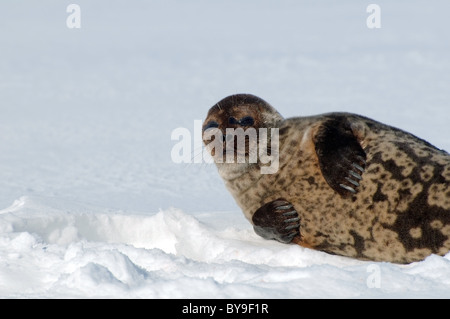 Portrait de phoque annelé se trouve près de l'un trou de glace la neige. Joint de pot, netsik ou nattiq (Pusa hispida), mer Blanche, de l'Arctique, Russie Banque D'Images