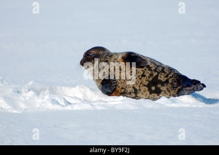 Portrait de phoque annelé se trouve près de l'un trou de glace la neige. Joint de pot, netsik ou nattiq (Pusa hispida), mer Blanche, de l'Arctique, Russie Banque D'Images