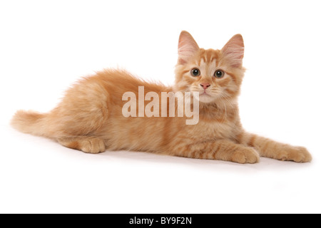 Sibérie rouge tabby kitten 15 semaines studio portrait Banque D'Images