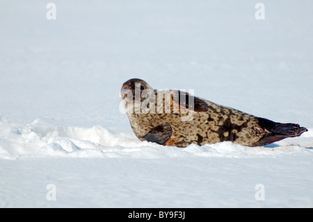 Portrait de phoque annelé se trouve près de l'un trou de glace la neige. Joint de pot, netsik ou nattiq (Pusa hispida), mer Blanche, de l'Arctique, Russie Banque D'Images