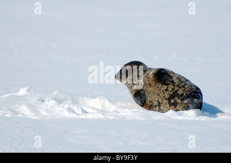 Portrait de phoque annelé se trouve près de l'un trou de glace la neige. Joint de pot, netsik ou nattiq (Pusa hispida), mer Blanche, de l'Arctique, Russie Banque D'Images