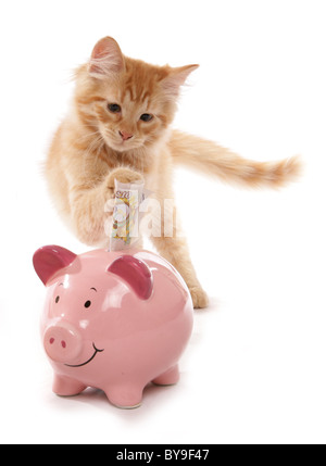 Red tabby sibérien d'économiser de l'argent 15 semaines studio portrait Banque D'Images