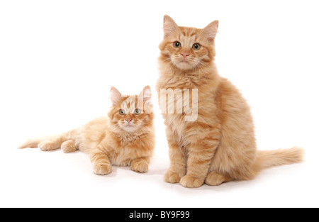 Sibérie rouge tabby chatons 15 semaines studio portrait Banque D'Images