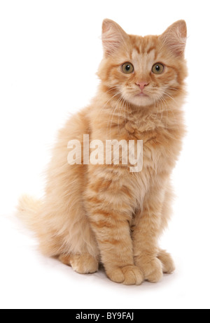 Sibérie rouge tabby kitten 15 semaines studio portrait Banque D'Images