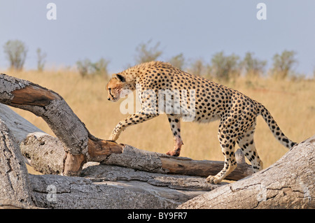 Le Guépard (Acinonyx jubatus) sur un arbre mort tombé dans les prairies du Masai Mara au Kenya, Afrique Banque D'Images