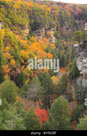 Cane Creek Canyon, Fall Creek Falls State Resort Park, Pikeville, Kentucky, USA Banque D'Images