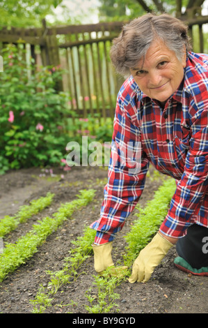 Happy senior woman gardening - désherbage carotte Banque D'Images