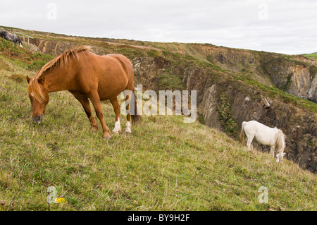 Poneys sauvages sur la côte de Pembrokeshire Banque D'Images