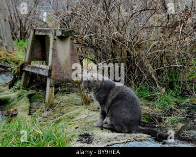 Un chat gris dans un allotissement en attente pour les souris. Banque D'Images